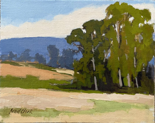 Eucalyptus Stand