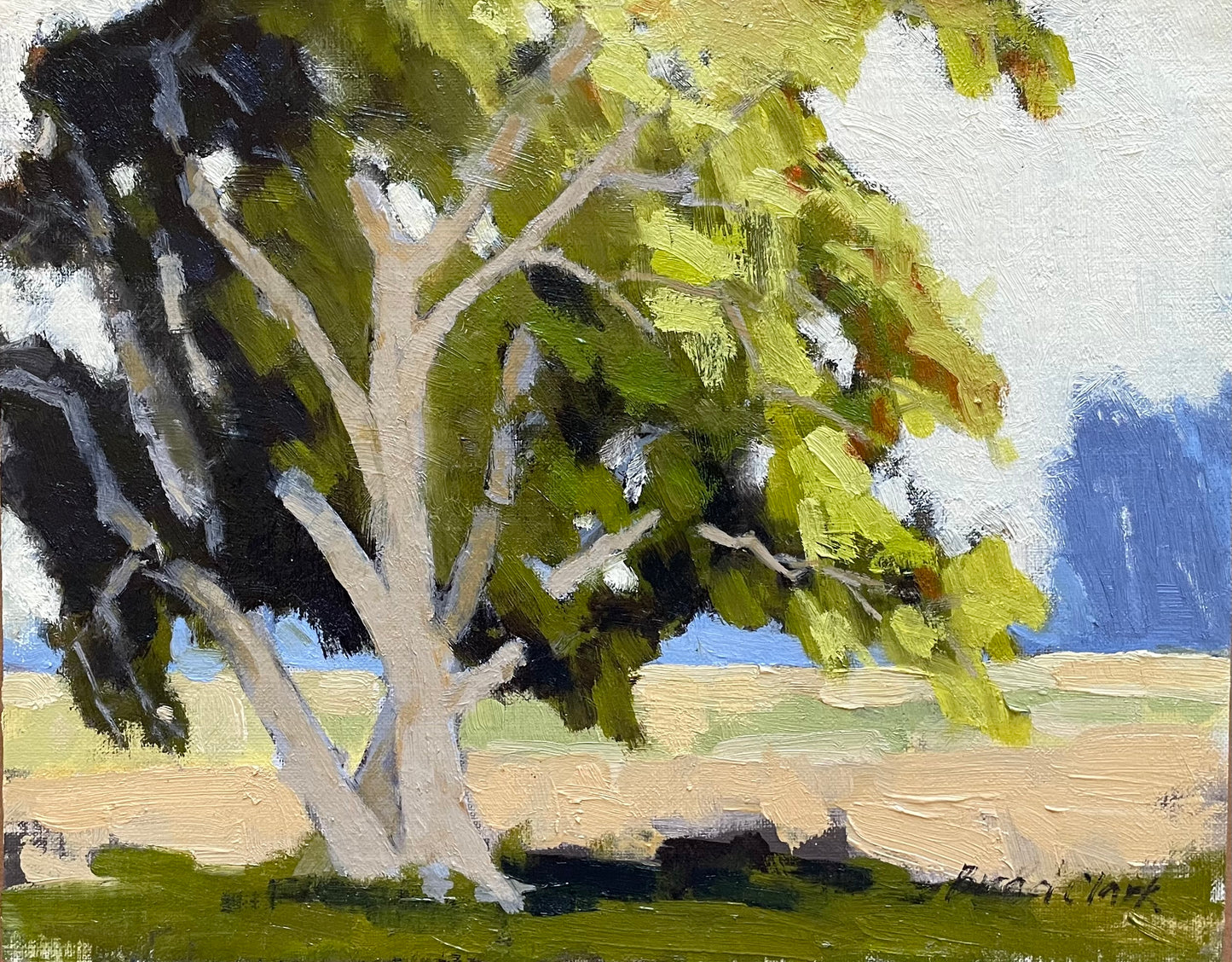 Lone Eucalyptus