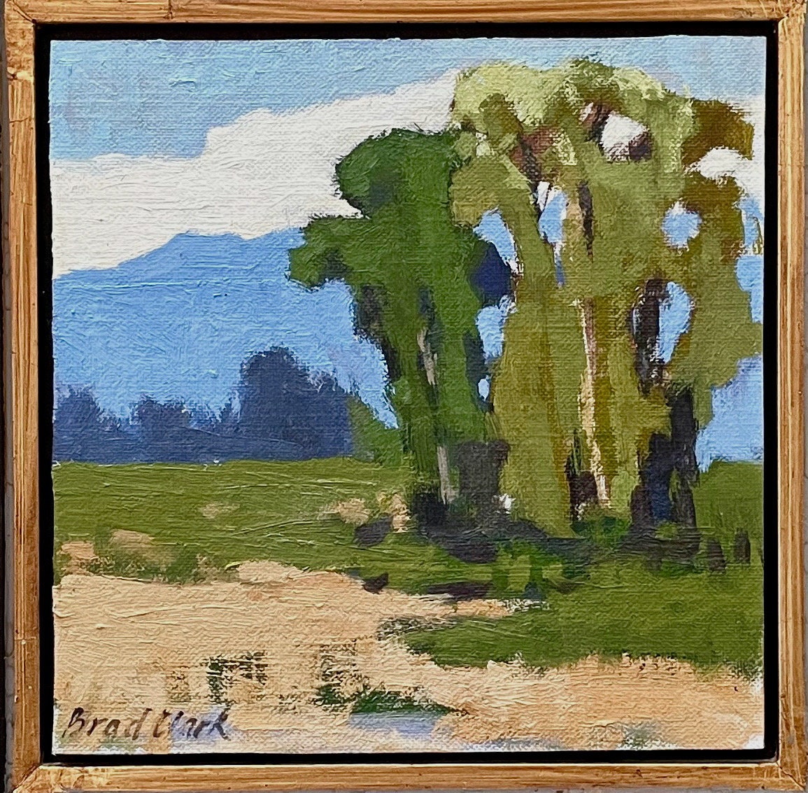 Eucalyptus Stand