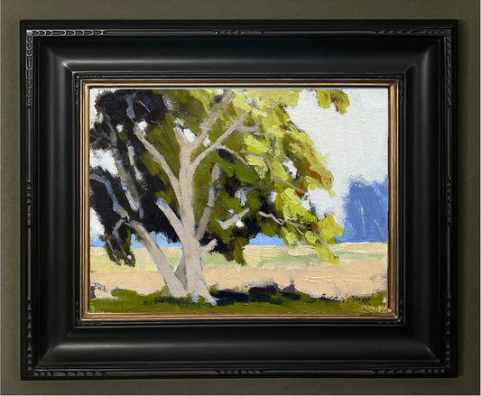 Lone Eucalyptus